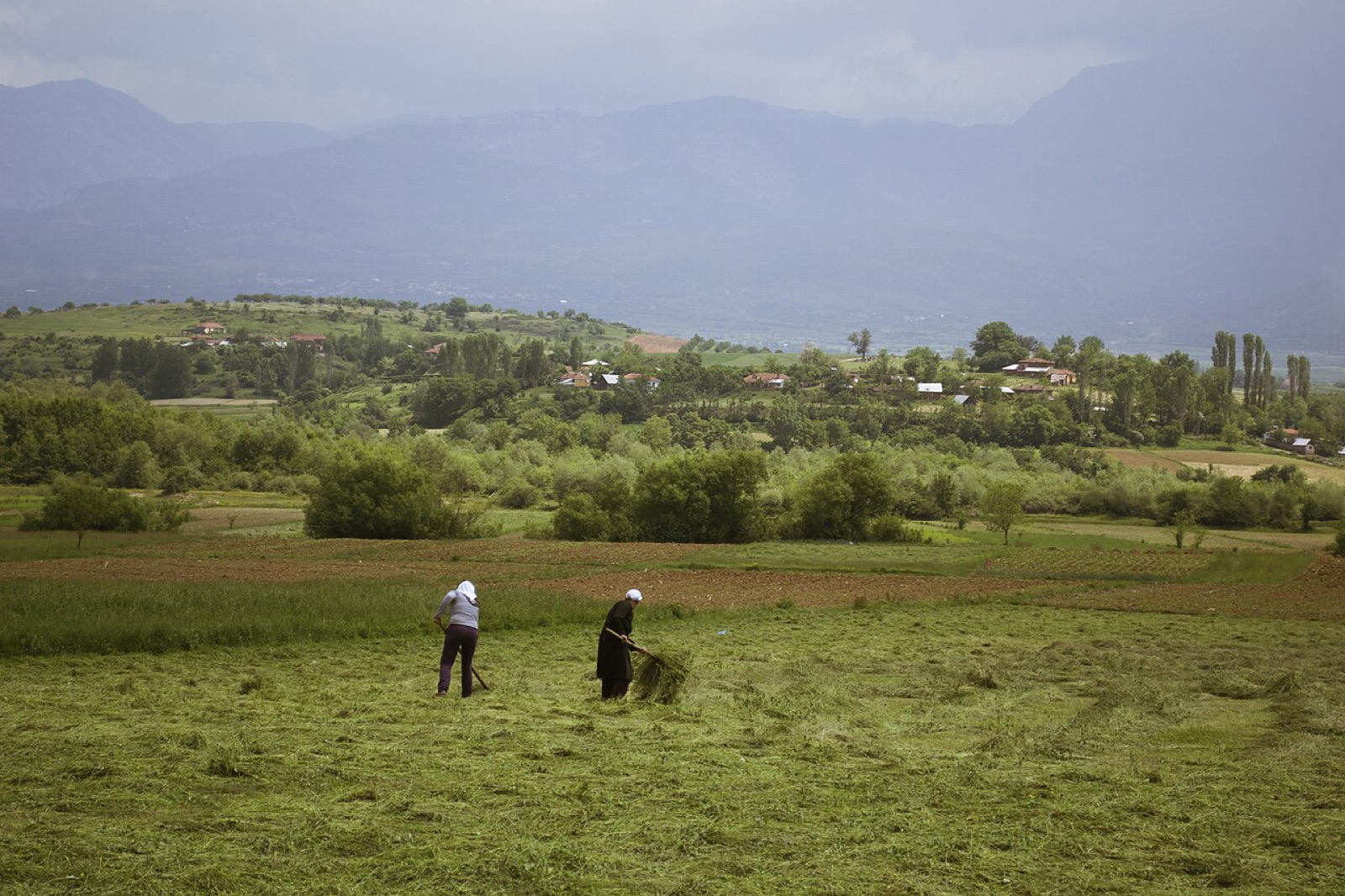 Forest area — Albania