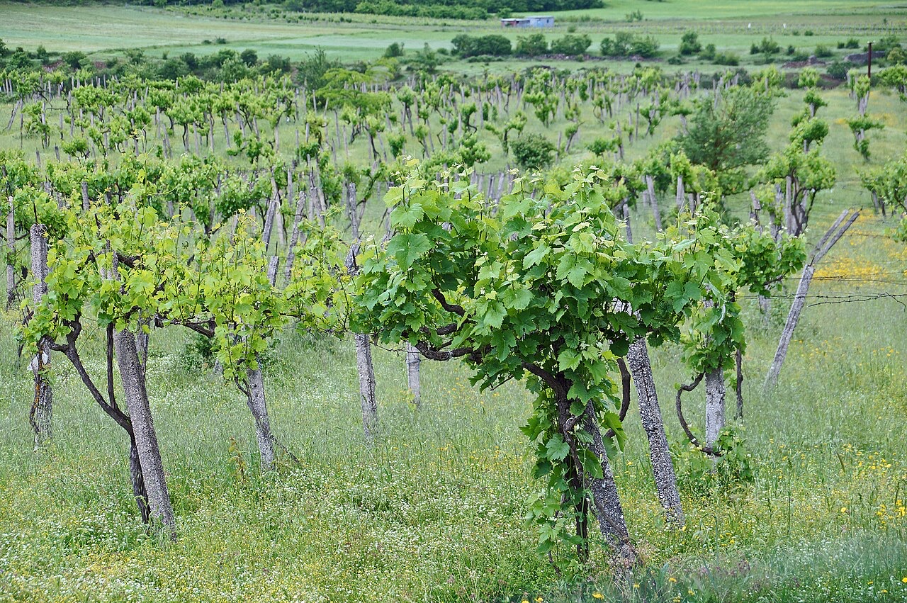 Albanian Wine: A Visitor's Guide