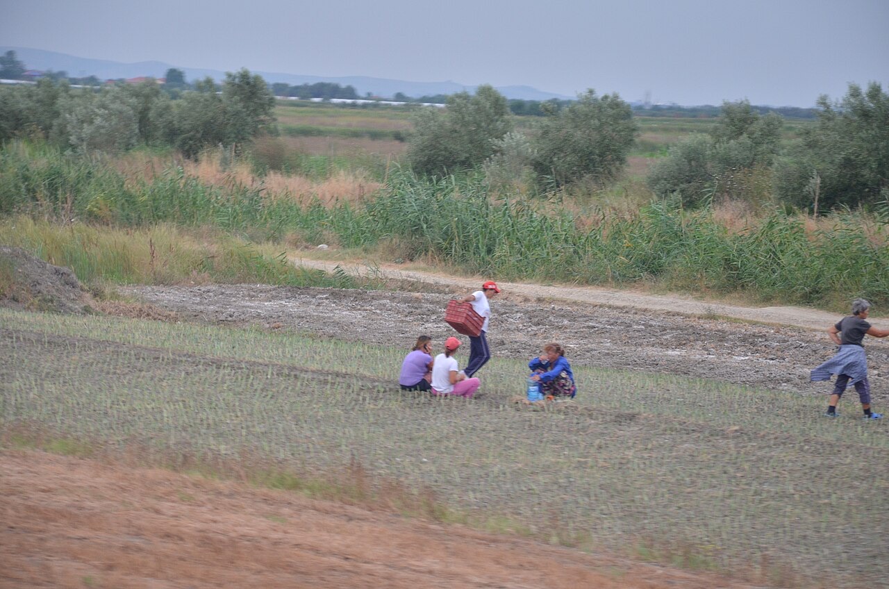 Farmers working a field in Berat County