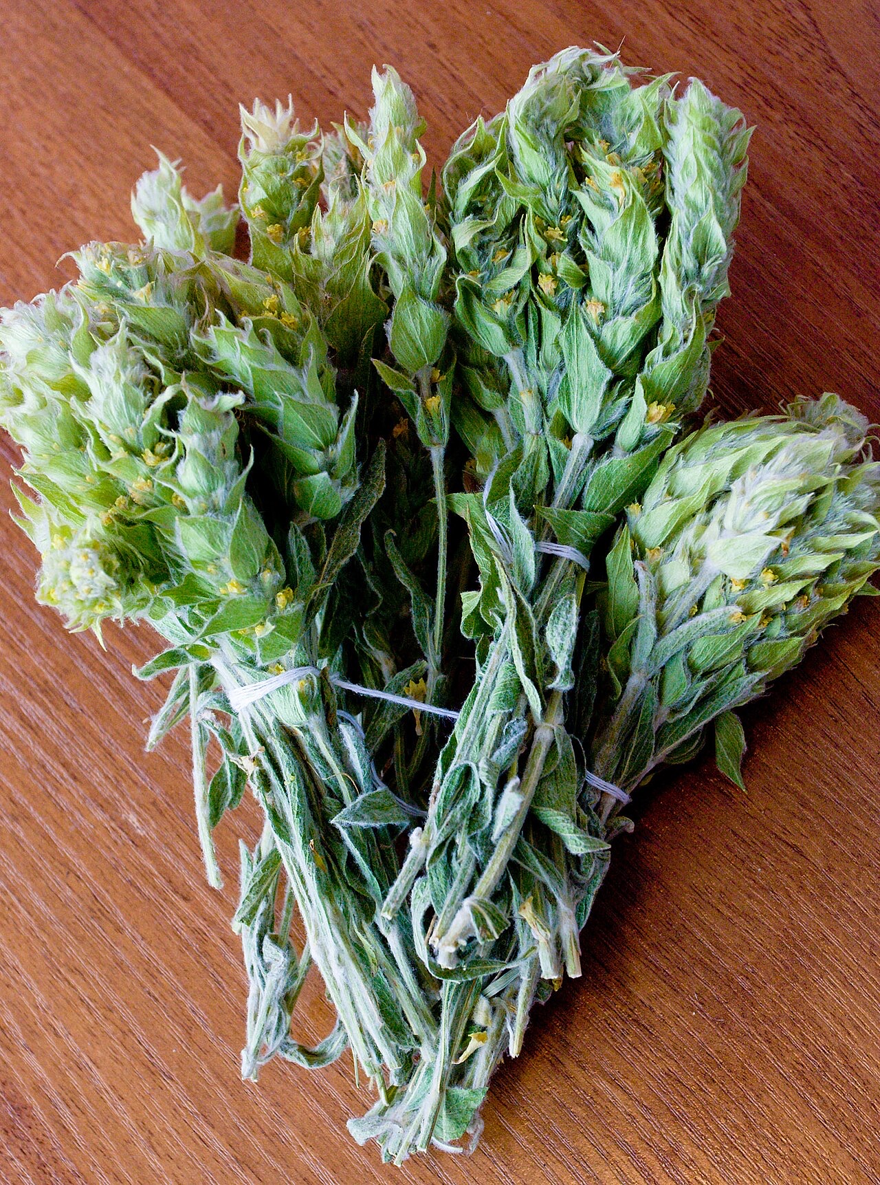 Sideritis scardica
