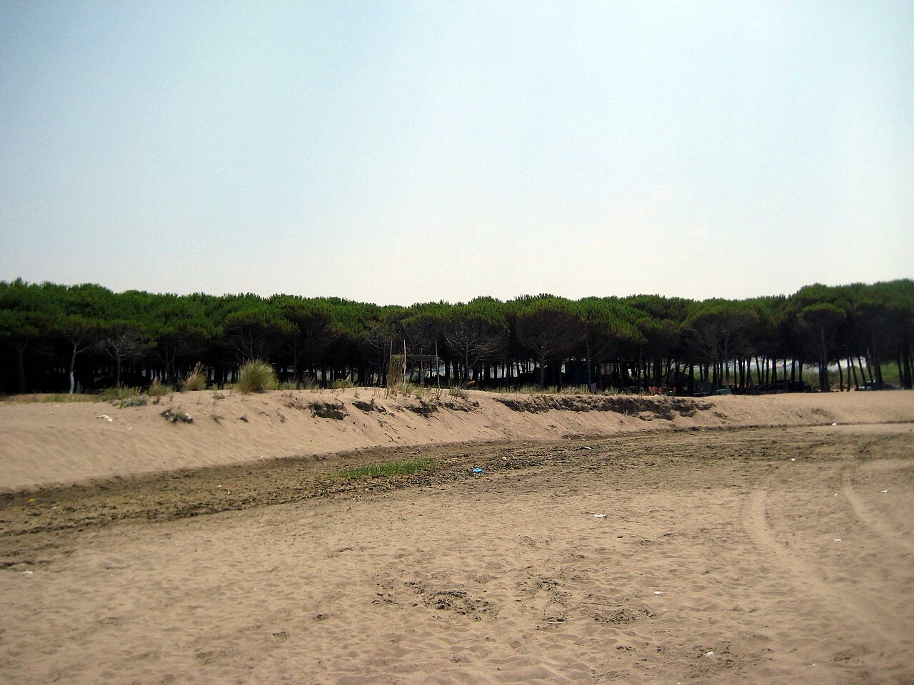 Spille forest and beach