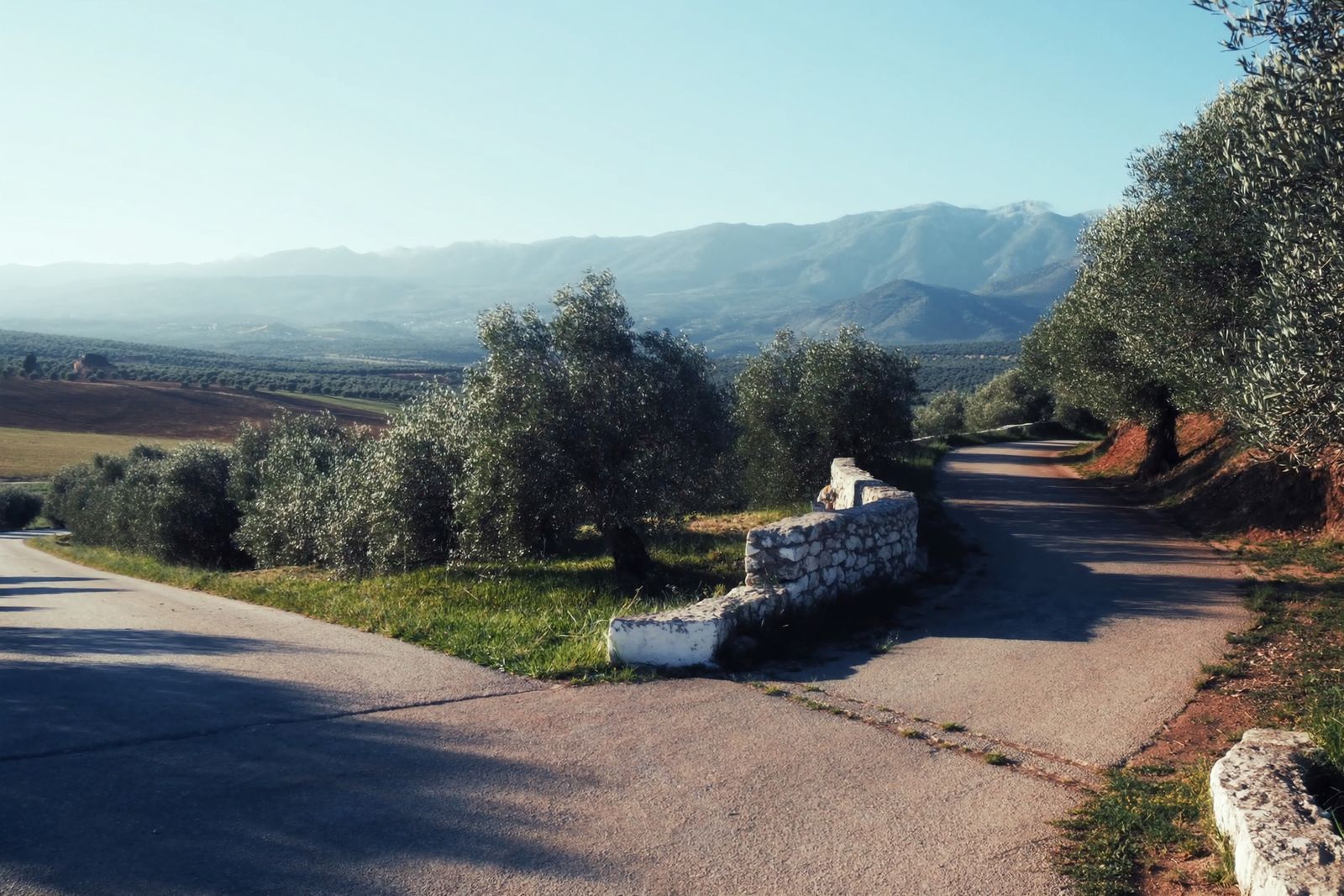 A country road between old olive trees and a low stone wall, with hills and mountains beyond