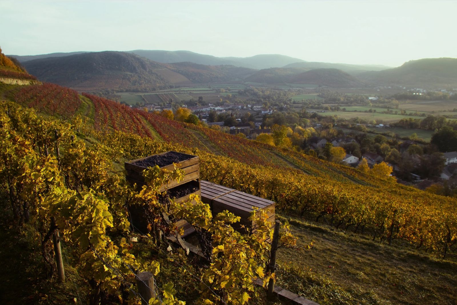 Crates of dark grapes among autumn vines on a terraced hillside above a valley village