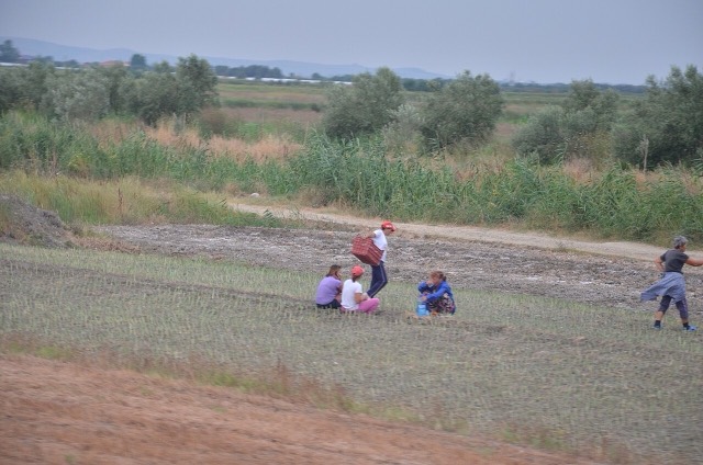 Farmers working a field in Berat County