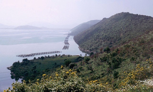 Lake Butrinti. Near the shore arrangements to the breeding of Mediterranean mussels ( Mytilus galloprovincialis ). Picture taken in May, 1991