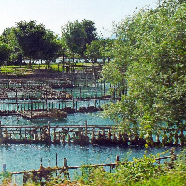 Zus, Albania