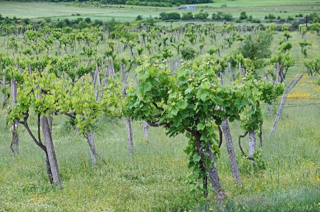 Vineyard in Përmet district, South Albania