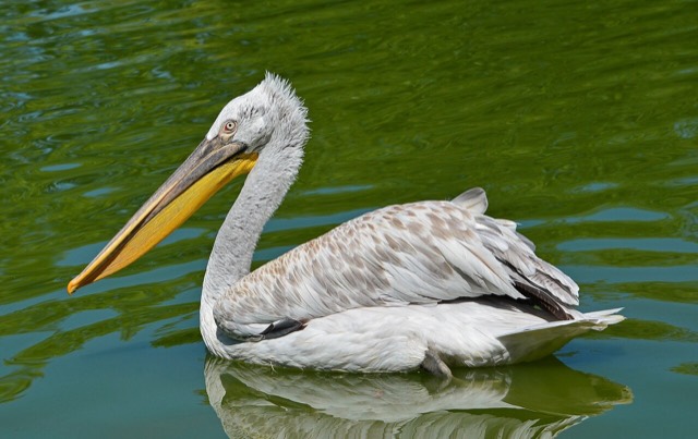 Dalmatian pelican (Pelecanus crispus)