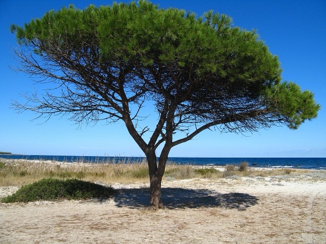 Pinie, Divjakë-Karavasta National Park, Albania