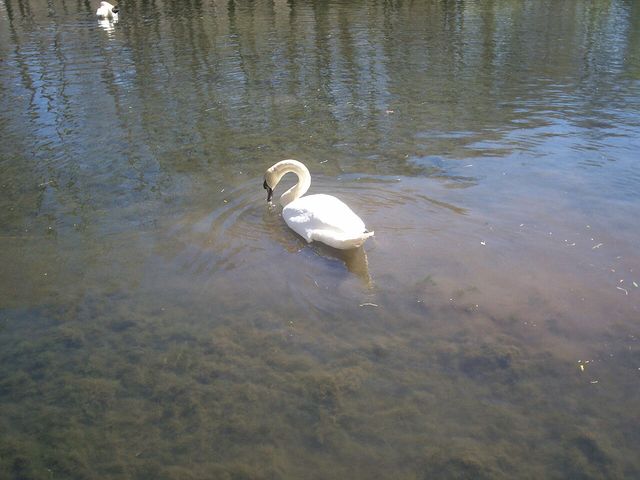Drilon, Pogradec (12), Drilon Springs, Albania