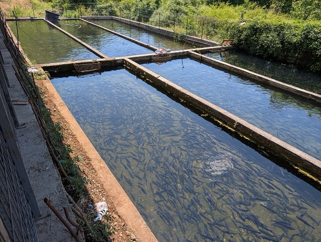Fish farm Krumë