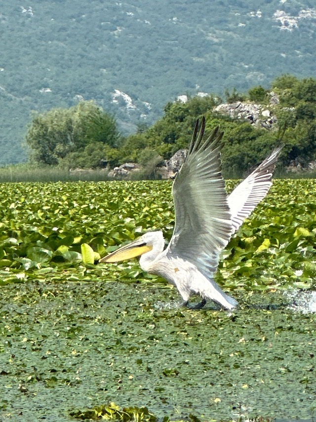 Dalmatian Pelican at Lake Skadar