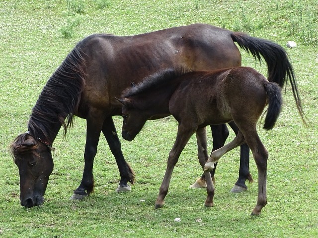 Mare with Foal - Libohova - Albania (42407202372) — Libohovë, Albania