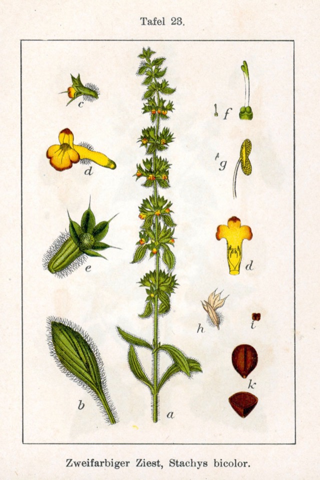 Sideritis montana L. subsp. montana , syn. Stachys bicolor (Moench) E.H.L.Krause Original Description Zweifarbiger Ziest, Stachys bicolor