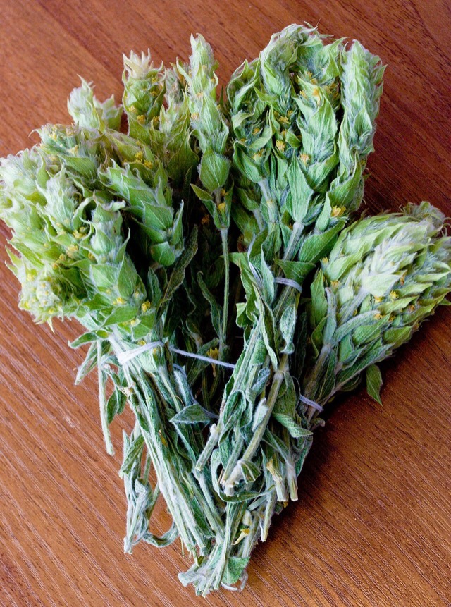 Sideritis scardica