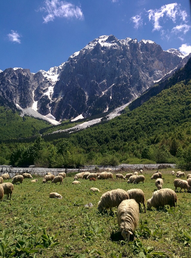 Sheep in Valbona Valley, Tropoje, Valbona Valley National Park, Albania