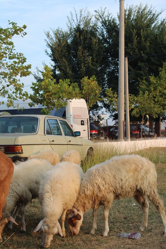 Velipojë pic 01 — Velipojë, Albania