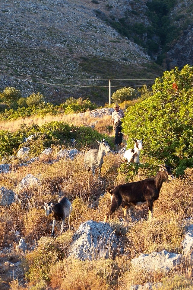 A goatherd with his goats in Vuno, Vlorë District, Albania